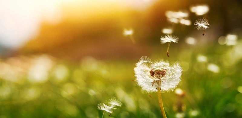 El Análisis de Compatibilidad Genética