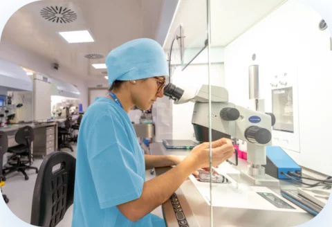 transferencia embrionaria